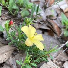 Image result for Menodora heterophylla