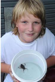 PHOTOS: Giant water bug