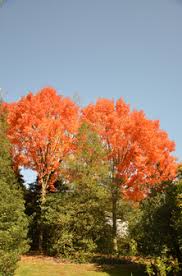 Acer saccharum (bonfire) 3d model available on turbo squid, the world's leading provider of digital 3d models for visualization, films, television, and games. Acer Saccharum Bonfire