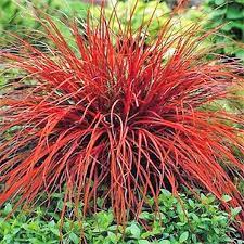 Red Sedge Grass Firedance Uncinia Rubra Evergreen 20 200 Or Etsy Ornamental Grasses Grasses Garden Planting Flowers