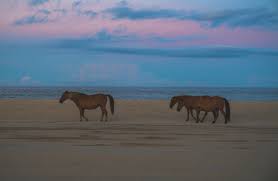 Maybe you would like to learn more about one of these? Wild Horse Adventure Tours In Corolla Twiddy Blog