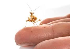 Image result for Cheirostylis lepida