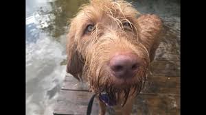 Minimum of 25 dogs earning titles with a minimum of 15 being prefix titles. Riley 16 Month Old Wirehaired Hungarian Vizsla 6 Weeks Residential Dog Training Youtube
