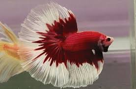 Warna di ikan cupang memiliki berbagai warna seperti warna merah, biru dan ungu. 5 Jenis Hewan Yang Punya Warna Merah Putih Wah Indonesia Banget Nih