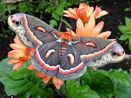 Image result for Cecropia