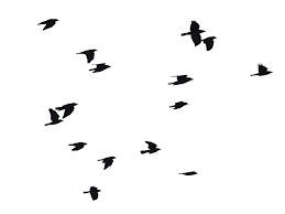 Birds Flying In The Sky Png Birds Flying Png Image Sky Photoshop Birds Flying Photoshop Backgrounds