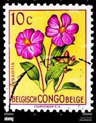 Image result for Dissotis pulchra