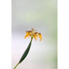 Image result for Cyrtanthus welwitschii