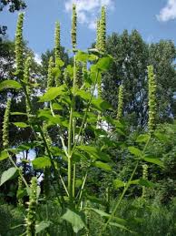 Image result for Stachys nemorivaga