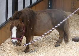 Image result for minature horse shoes