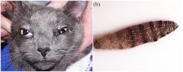 Image result for cuterebriasis in dogs