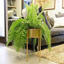 boston fern plant stand plant display cute pots for plants plants at home living fern plant indoor plants bedroom indoor plants clean air