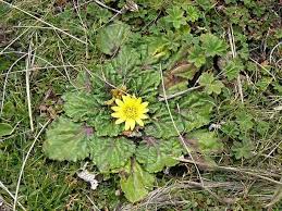 Image result for Haplocarpha