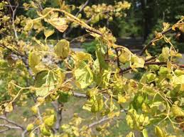 'the rising sun' has the same lovely shaped leaves, but as its name suggests, there's more color in this new cultivar of the native eastern redbud the kaleidescope of color continues from summer into fall. Need Help Rising Sun Redbud Tree