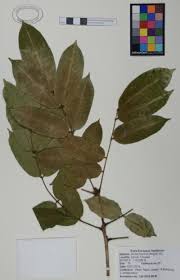 Image result for Cordia sp.A.