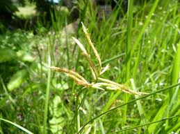 Image result for Cyperus nduru