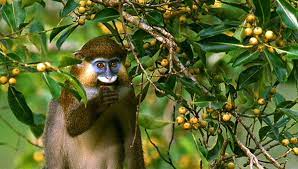 Clever Monkeys Photo Essay Meet The Guenons Nature Pbs Photo Animals Photo Essay