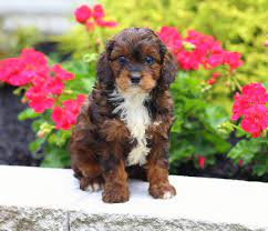 Our cavapoo puppies for sale. Cavapoo Puppies For Sale About Cavapoos Breed Characteristics