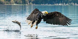 They can weigh up to fourteen pounds and have a wingspan of 72 to 90 inches. Bald Eagle National Wildlife Federation