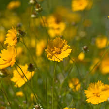 This classic perennial has large white blooms that last until early fall. 12 Low Maintenance Perennial Plants For Your Garden