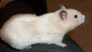 Gerbils on the quaytortoiseshell hamster for sale. Ivory Sg Satin Shorthaired Syrian Female Syrian Hamster Pet Rodents Animals For Kids