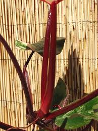 Bloody mary philodendron can tolerate being far from a window and light source. Philodendron Strawberry Shake Plant In 2x2x7 Pot Kens Philodendrons