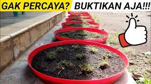 Perlu diketahui bahwa rumput ini dapat dibudidayakan dua cara. Cara Cepat Tanam Rumput Jepang Youtube