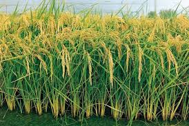Mapeamento Da Conab E Da Ana Identifica 1 3 Milhao De Hectares De Arroz Irrigado Arroz Plantacao Arvore De Frutas