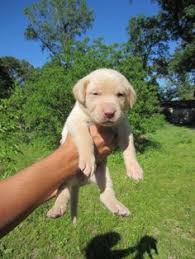 Lancaster puppies offers many black lab puppies, silver lab puppies and more. 20 Silver Champagne And Charcoal Puppies Ideas Puppies Labrador Puppies For Sale Dogs And Puppies
