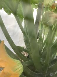 When short in the gardening area, this is good to conserve space. Squash Summer Fordhook Zucchini Burpee