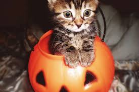 ‪Happy Meowloween! These 14 Cats in Pumpkins Will Put a Spell on You‬‏