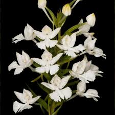 Image result for Habenaria unifoliata