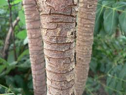 Image result for Vangueriopsis lanciflora