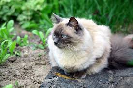 These are people who specialize in the breed and really. Balinese Cat Price Range Balinese Kittens For Sale Cost From Breeders