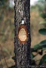 Image result for Bobgunnia madagascariensis