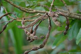 Image result for Erythrina fusca