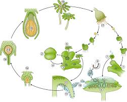 This includes customised links to potential funding sources for uk and international students. Dna Methylation In Marchantia Polymorpha Aguilar Cruz 2019 New Phytologist Wiley Online Library