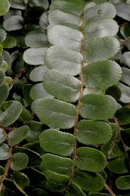 Image result for Pellaea doniana