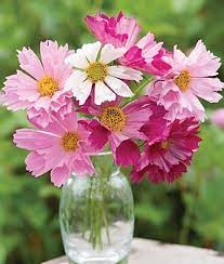 Seashells Mix Cosmos Seeds And Plants Annual Flower Garden At Burpee Com Annual Flowers Flower Garden Cosmos Flowers