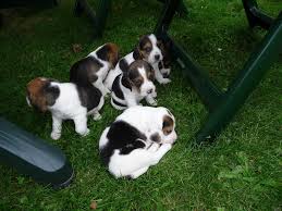 Ein dach übern kopf ist schließlich noch kein zuhause. Beagle Welpen Suchen Neues Zuhause In Grossenhain Ort Zabeltitz Tiere Kleinanzeigen