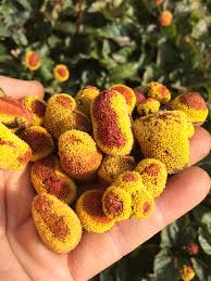 Image result for Spilanthes