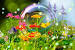 Iphone Nature Wallpaper Flowers