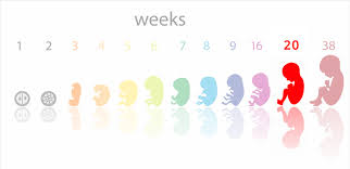 Watch the amazing process in action. 20 Weeks Pregnant Symptoms Baby Development Tips And Body Changes