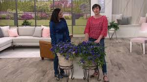 We did not find results for: Cottage Farms 2 Piece Sapphire Indigo Clematis On Qvc Youtube