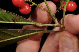 Image result for Allophylus