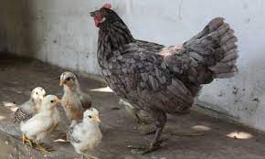 Arti Mimpi Ayam Masuk Rumah Dan Ramalan Dalam Primbon