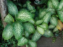 Apakah Benar Tanaman Dieffenbachia Beracun Urban Garden