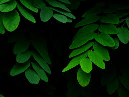 See more ideas about iphone wallpaper, wallpaper, phone wallpaper. Leaves On Black Background Wallpaper Iphone Android Desktop Backgrounds
