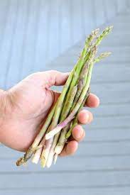 So We 39 Ve Been Successfully Growing Asparagus In Containers Over The Past Couple Of Weeks Something W Asparagus Roots Asparagus Plant Perennial Vegetables