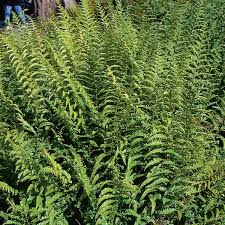 Image result for Microlepia